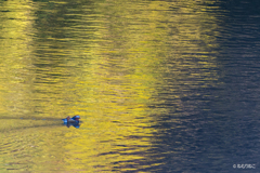 ダム湖のオシドリ10