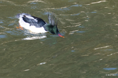 コウライアイサ7