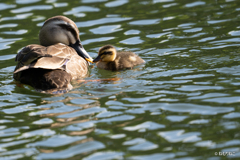 カルガモ親子2