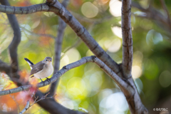 ニシオジロビタキ6