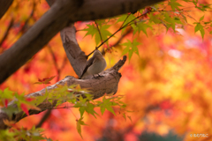 紅葉とニシオジロビタキ8