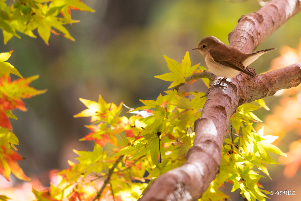紅葉とニシオジロビタキ7
