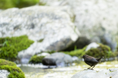 カワガラスの幼鳥2