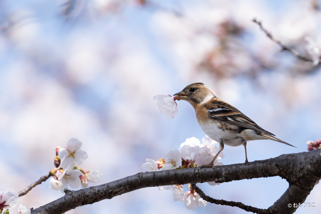桜と花鶏5