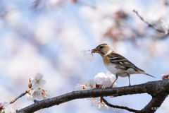 桜と花鶏5
