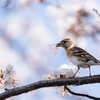 桜と花鶏5