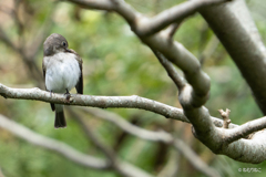 里山の鳥たち4
