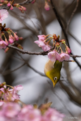 河津桜にメジロ1