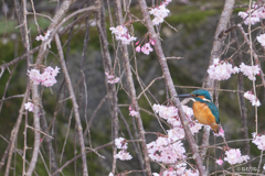 枝垂れ桜とカワセミ2
