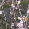 枝垂れ桜とカワセミ2