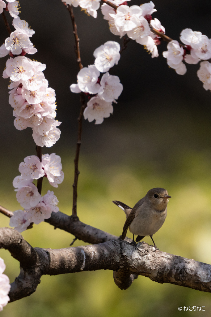 杏の花とニシオジロビタキ1