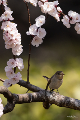 杏の花とニシオジロビタキ1