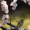 杏の花とニシオジロビタキ1