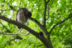 アオバズクの雛2