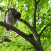 アオバズクの雛2