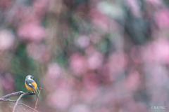 梅のジョウビタキ2