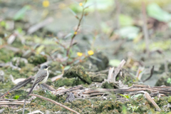 キタツメナガセキレイ3 キタツメナガセキレイ3