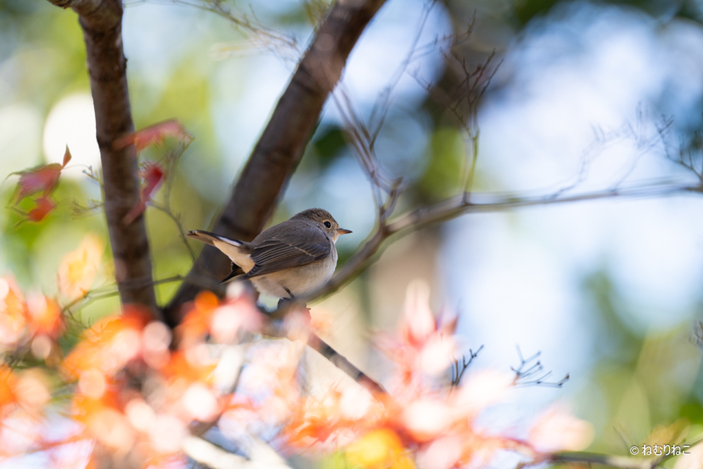 ニシオジロビタキ5