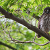 アオバズクの雛8