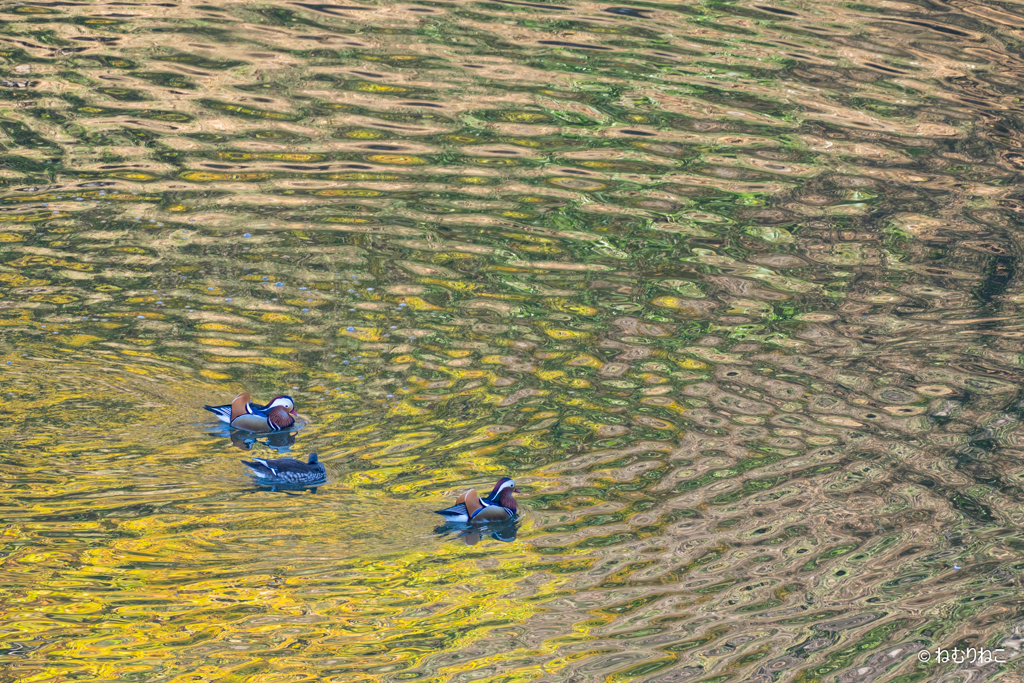 ダム湖のオシドリ7