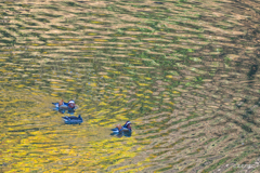 ダム湖のオシドリ7