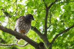 アオバズクの雛5