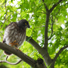 アオバズクの雛5