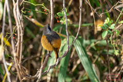 ジョウビタキ２