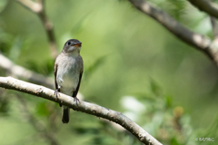 里山の鳥たち5
