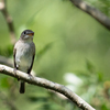 里山の鳥たち5