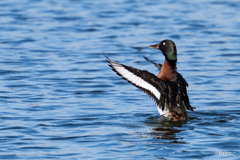パタパタ　アカハジロ1