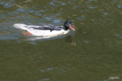 コウライアイサ5