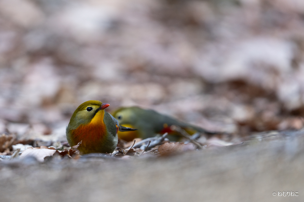 ソウシチョウ1
