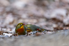 ソウシチョウ1
