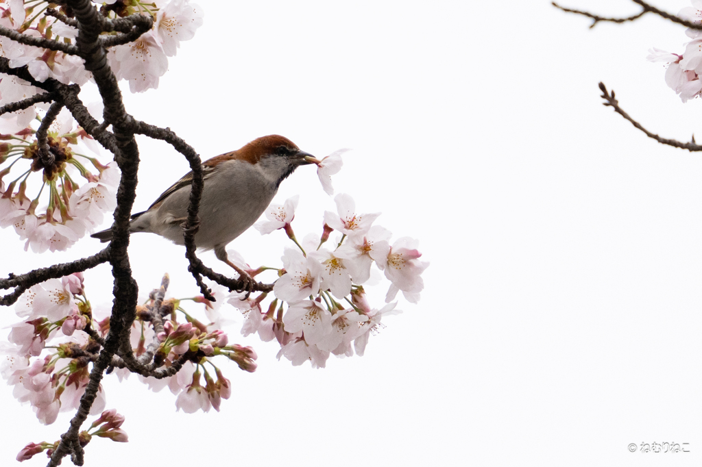 ニュウナイスズメ1