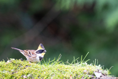 ミヤマホオジロ1