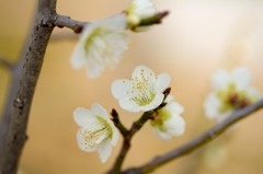 梅②