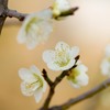 梅②
