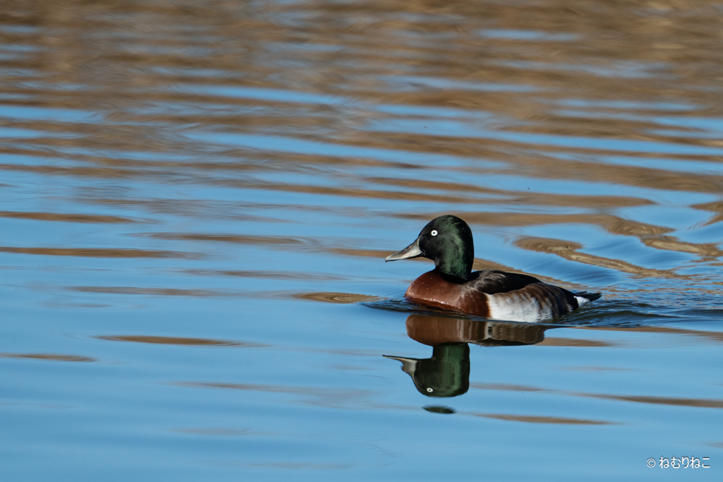 アカハジロ4
