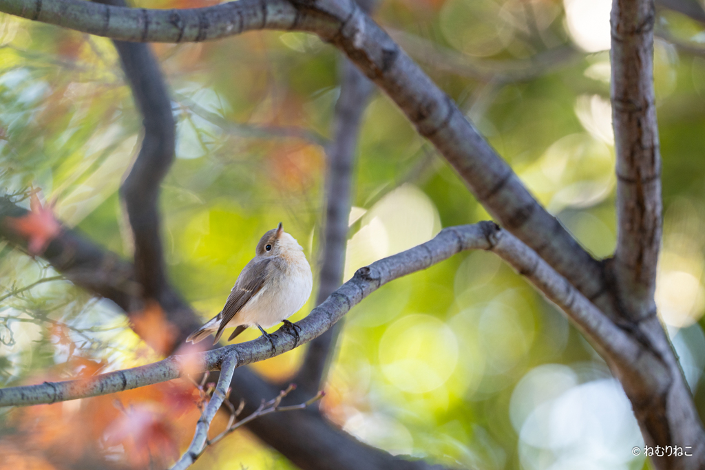 ニシオジロビタキ7