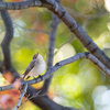 ニシオジロビタキ7