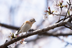 桜と花鶏9