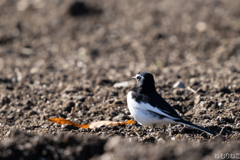 セグロセキレイ