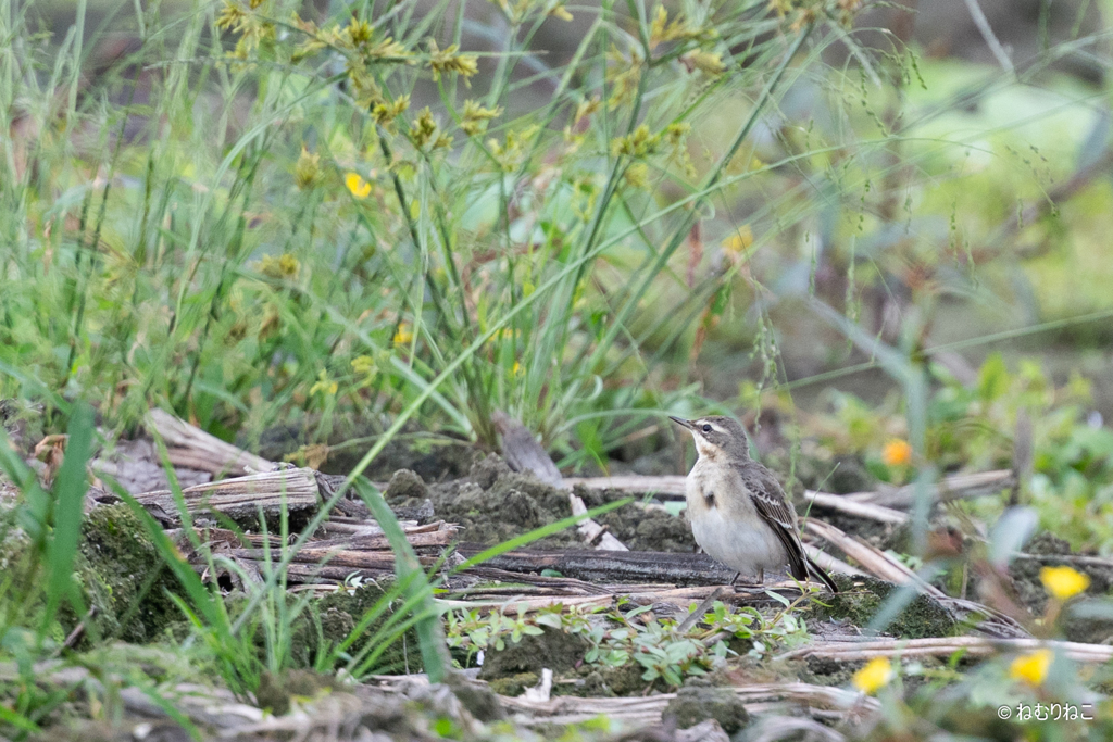ツメナガセキレイ6