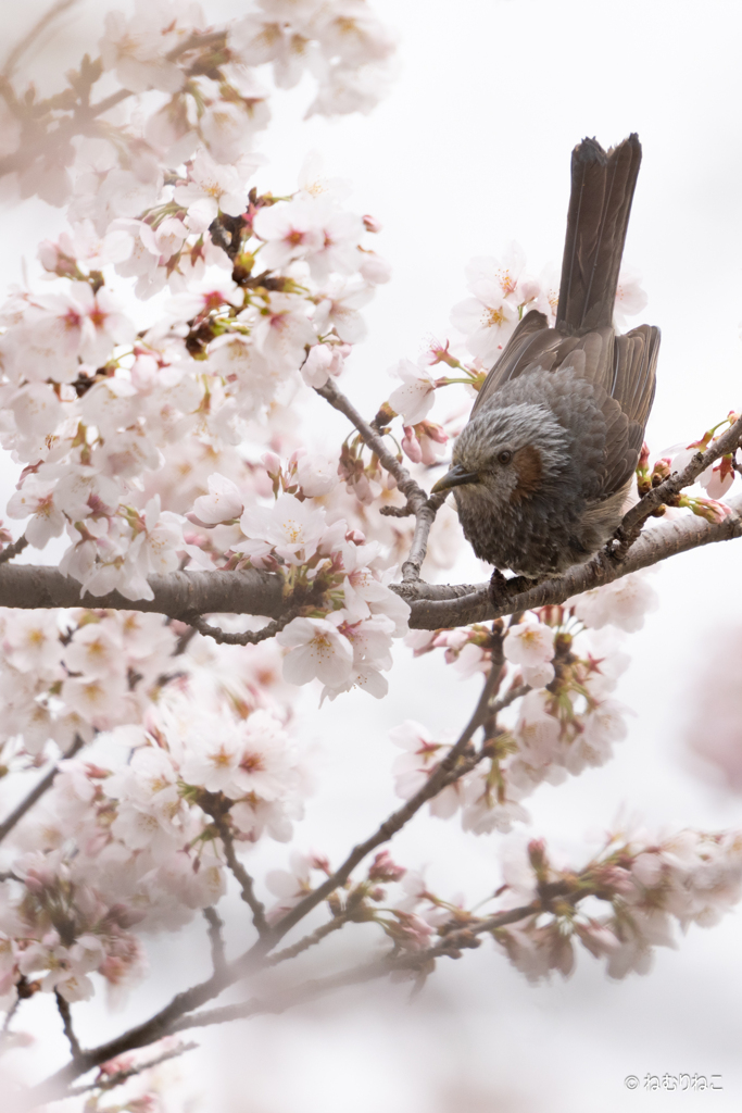 ニュウナイスズメ4