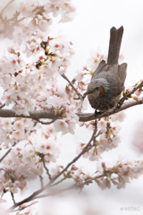 ニュウナイスズメ4