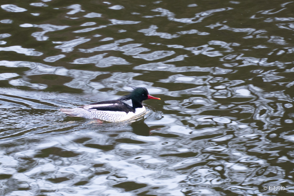 コウライアイサ2