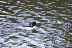 コウライアイサ2