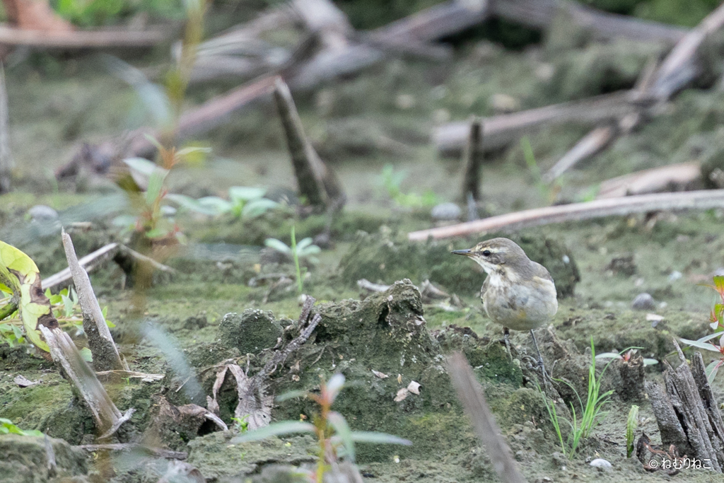 ツメナガセキレイ3