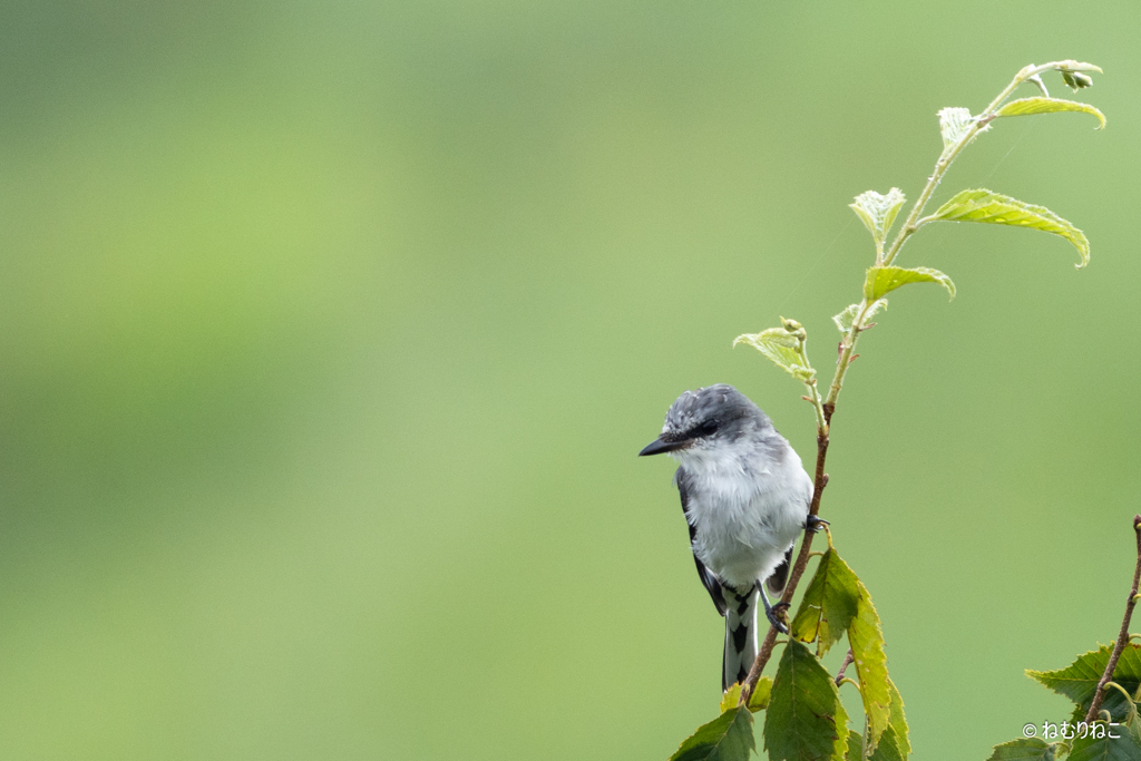 サンショウクイ3